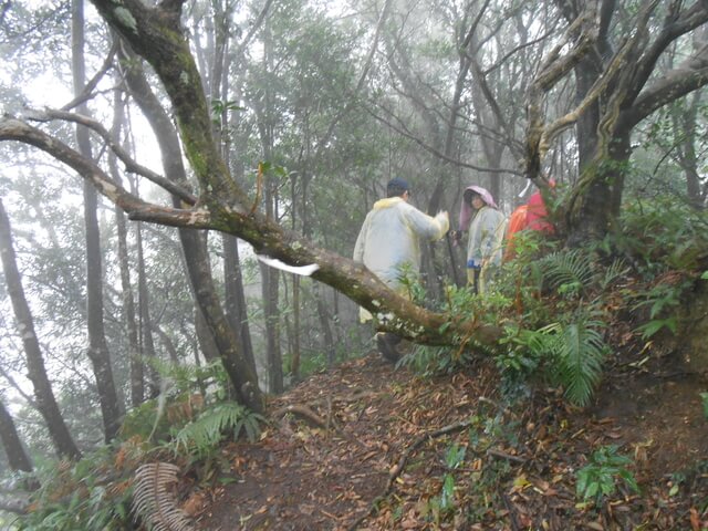 DSCN5265.JPG - 新北三峽白雞山、雞罩山前峰、雞罩山、鹿窟尖山