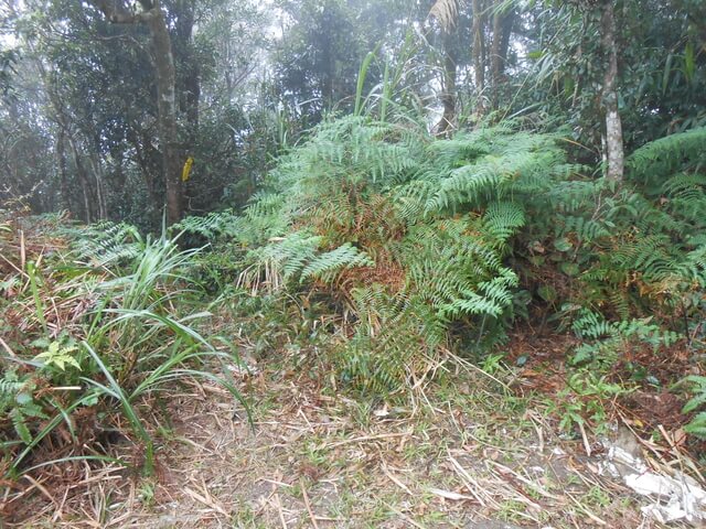 DSCN5251.JPG - 新北三峽白雞山、雞罩山前峰、雞罩山、鹿窟尖山