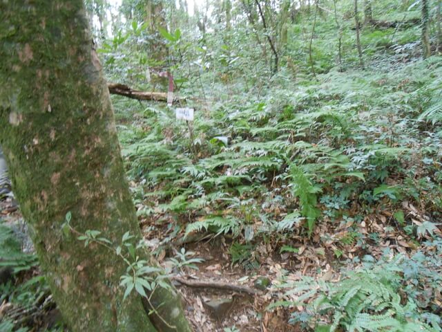 DSCN4979.JPG - 新竹尖石八五山古道、內鳥嘴山、北得拉曼步道