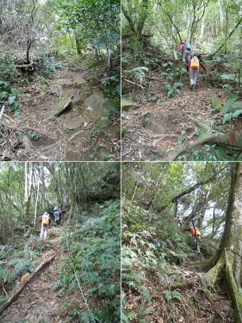 DSCN4999-02.JPG - 新竹尖石八五山古道、內鳥嘴山、北得拉曼步道