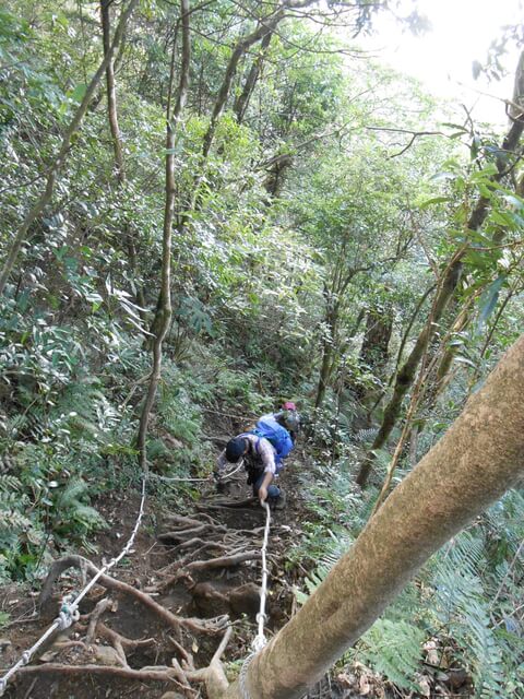 DSCN5019.JPG - 新竹尖石八五山古道、內鳥嘴山、北得拉曼步道