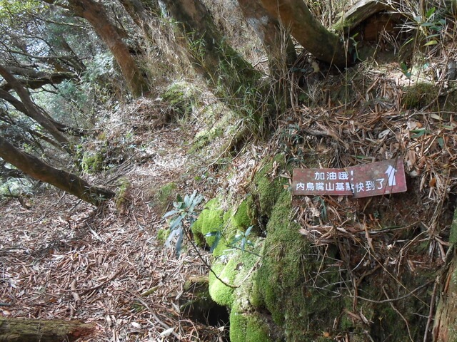 DSCN5007.JPG - 新竹尖石八五山古道、內鳥嘴山、北得拉曼步道