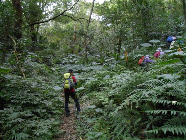 DSCN4945.JPG - 新竹尖石八五山古道、內鳥嘴山、北得拉曼步道