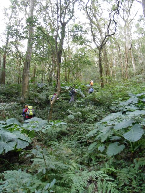 DSCN4960.JPG - 新竹尖石八五山古道、內鳥嘴山、北得拉曼步道