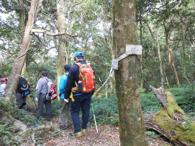 DSCN4971.JPG - 新竹尖石八五山古道、內鳥嘴山、北得拉曼步道