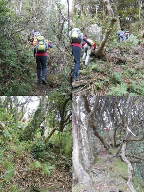 DSCN4984-87.JPG - 新竹尖石八五山古道、內鳥嘴山、北得拉曼步道