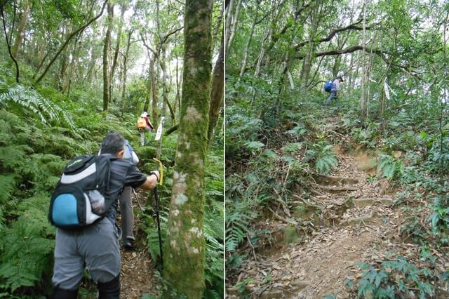 DSCN4968-70.JPG - 新竹尖石八五山古道、內鳥嘴山、北得拉曼步道