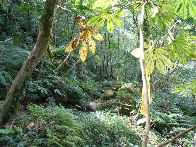 DSCN5020.JPG - 新竹尖石八五山古道、內鳥嘴山、北得拉曼步道