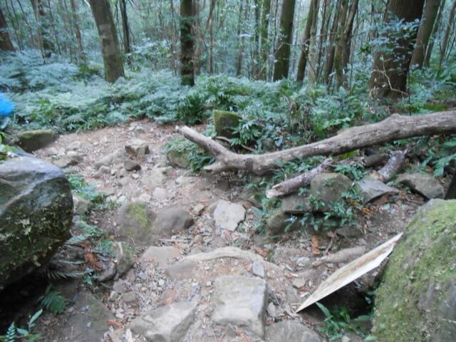 DSCN5039.JPG - 新竹尖石八五山古道、內鳥嘴山、北得拉曼步道