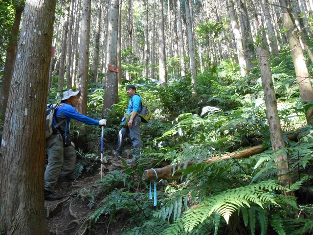 DSCN4813.JPG - 新竹尖石高台山、島田山