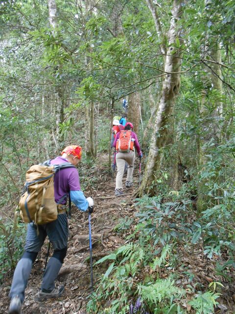 DSCN4834.JPG - 新竹尖石高台山、島田山