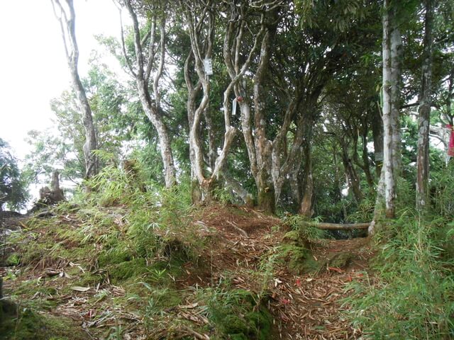 DSCN4872.JPG - 新竹尖石高台山、島田山