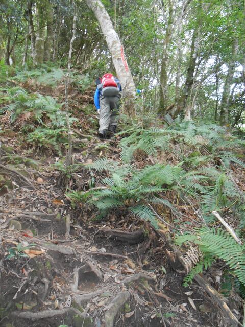 DSCN4860.JPG - 新竹尖石高台山、島田山