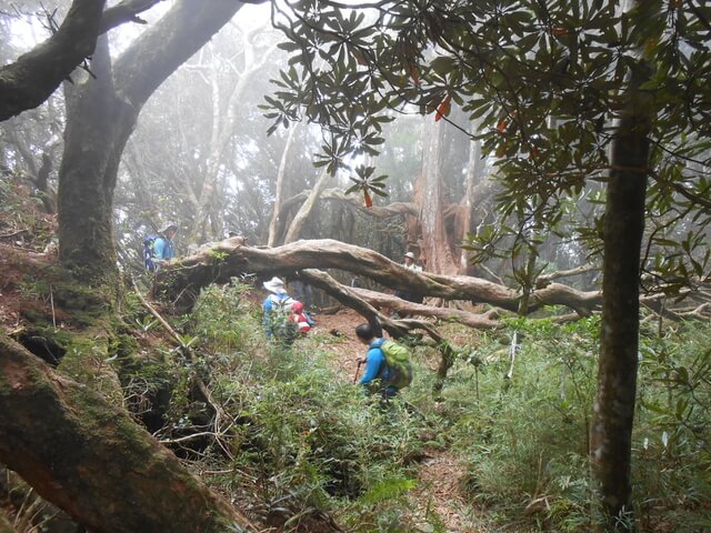 DSCN4882.JPG - 新竹尖石高台山、島田山