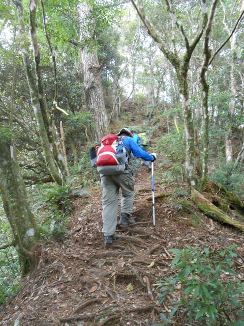 DSCN4855.JPG - 新竹尖石高台山、島田山