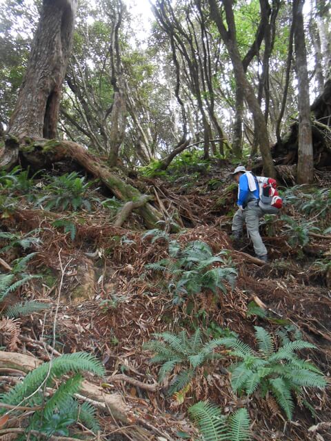 DSCN4866.JPG - 新竹尖石高台山、島田山