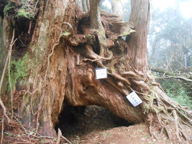 DSCN4883.JPG - 新竹尖石高台山、島田山