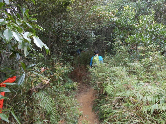 DSCN4850.JPG - 新竹尖石高台山、島田山