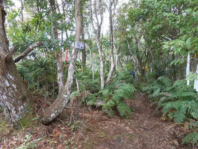 DSCN4856.JPG - 新竹尖石高台山、島田山