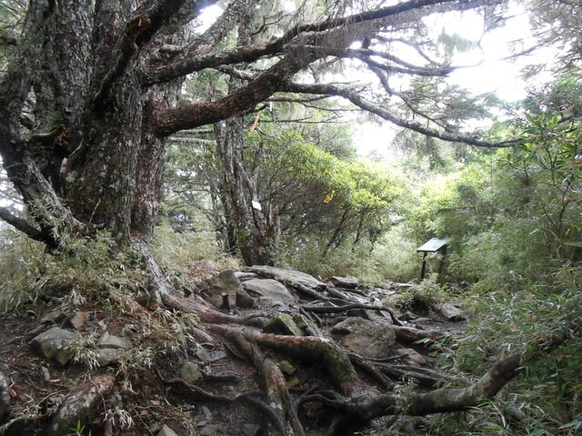 DSCN4699.JPG - 台中和平武陵四秀之二秀(DAY-2 桃山、詩崙山、喀拉業山)