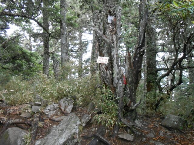 DSCN4688.JPG - 台中和平武陵四秀之二秀(DAY-2 桃山、詩崙山、喀拉業山)