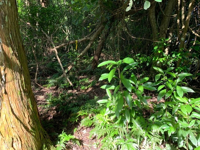 小東河山北峰