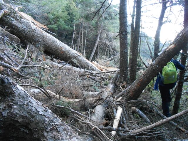 DSCN4299.JPG - 台中和平閂山鈴鳴山(DAY2－鈴鳴山)