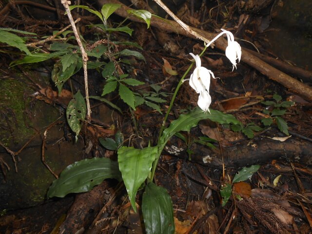 DSCN4141.JPG - 新竹關西外鳥嘴山、蓮包山