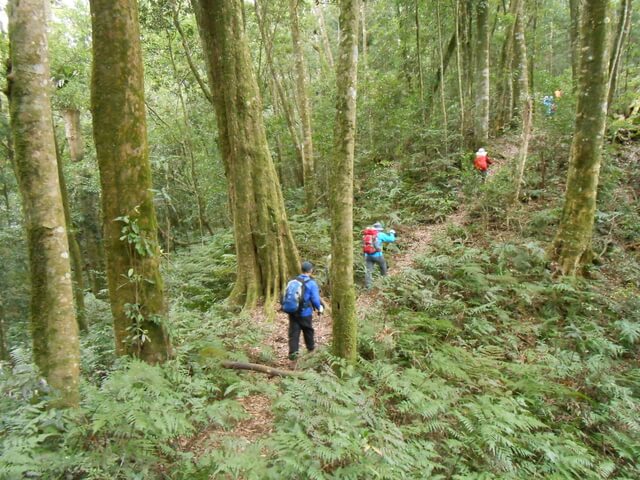 DSCN4009.JPG - 南投仁愛北東眼山、中央東眼山、南東眼山(三眼縱走)