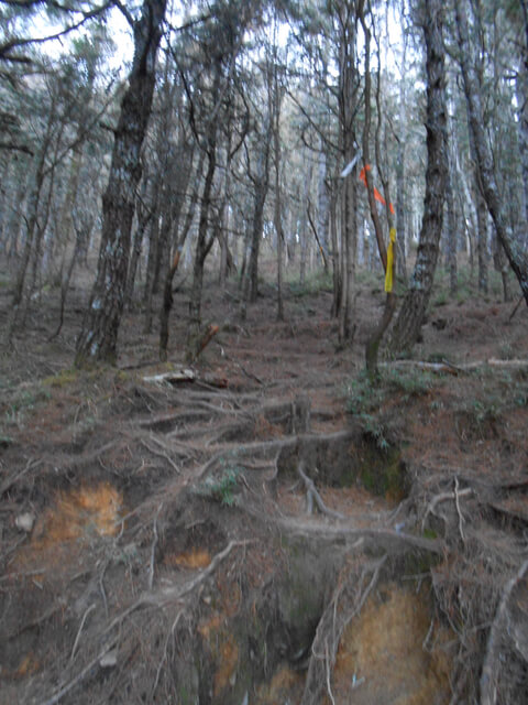 DSCN3879.JPG - 南投信義望鄉山、郡大山北峰、郡大山