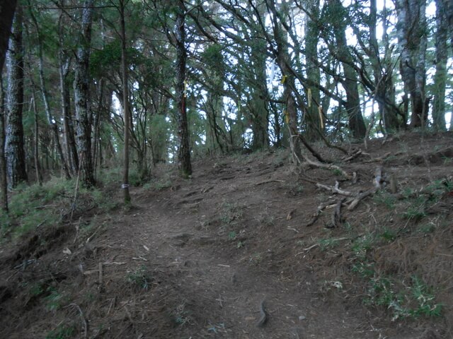 DSCN3880.JPG - 南投信義望鄉山、郡大山北峰、郡大山