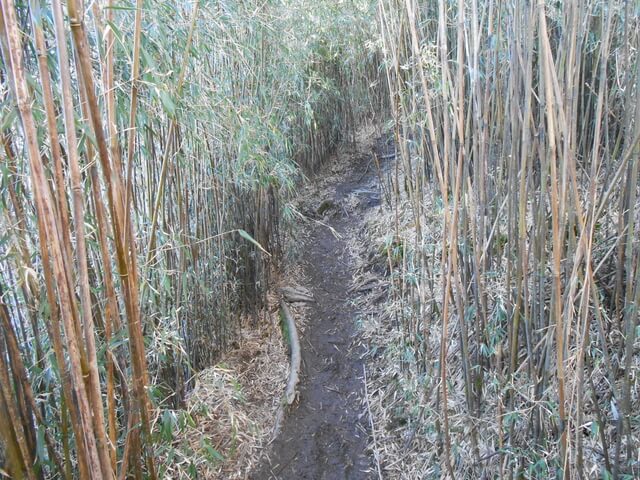 DSCN3917.JPG - 南投信義望鄉山、郡大山北峰、郡大山