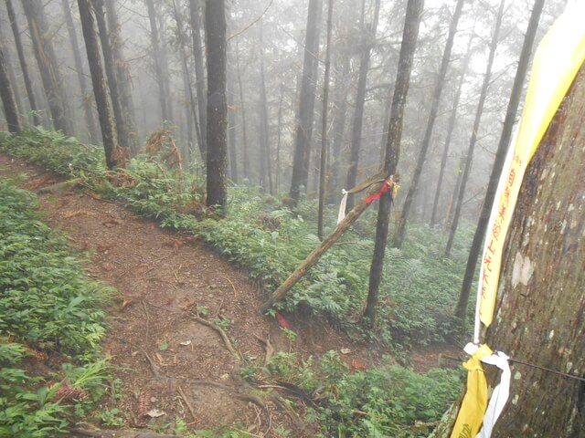 DSCN3557.JPG - 新竹五峰鳥鵝縱走(鳥嘴山、鵝公髻山)