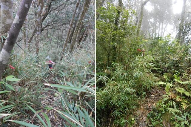 DSCN3520-22.JPG - 新竹五峰鳥鵝縱走(鳥嘴山、鵝公髻山)