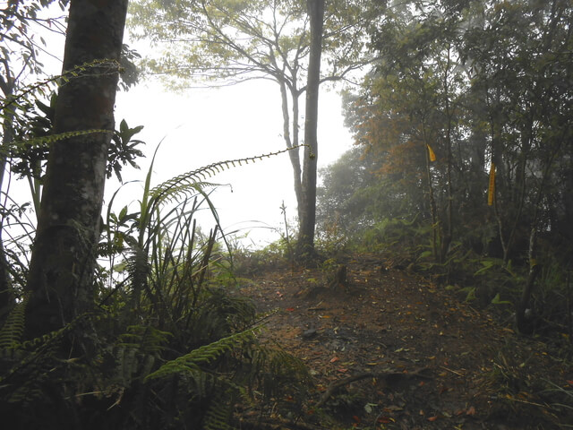 DSCN3554.JPG - 新竹五峰鳥鵝縱走(鳥嘴山、鵝公髻山)