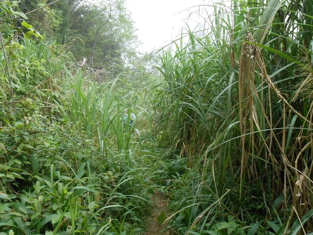 DSCN3563.JPG - 新竹五峰鳥鵝縱走(鳥嘴山、鵝公髻山)