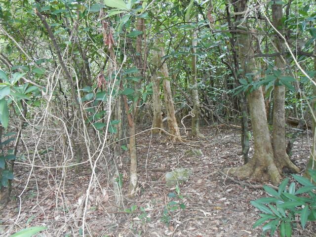 DSCN3462.JPG - 屏東春日浸水營國家步道、台東達仁出水坡山