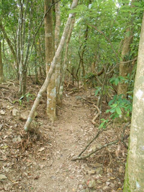 DSCN3426.JPG - 屏東春日浸水營國家步道、台東達仁出水坡山