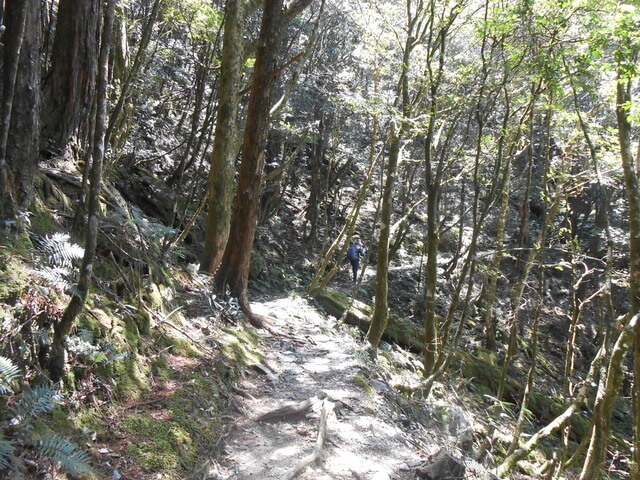 DSCN3335.JPG - 台中和平八仙山主峰步道、八仙山、佳保台山