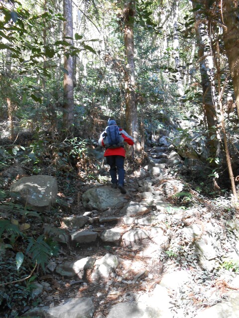 DSCN3289.JPG - 台中和平八仙山主峰步道、八仙山、佳保台山