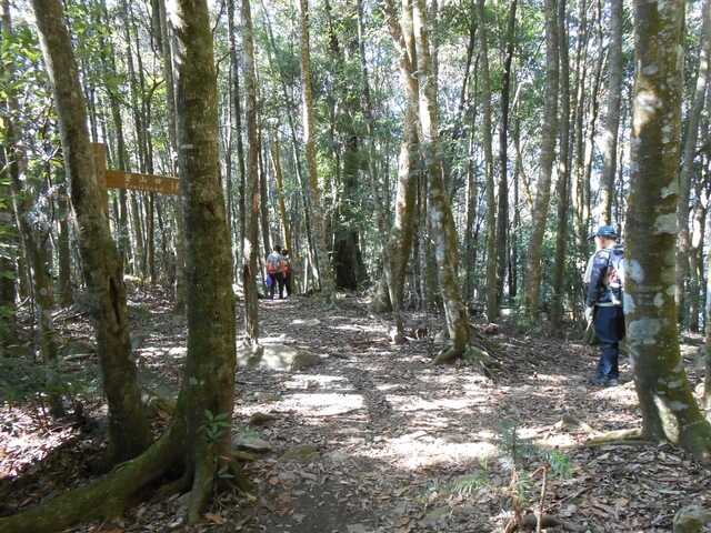 DSCN3362.JPG - 台中和平八仙山主峰步道、八仙山、佳保台山