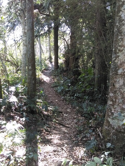 IMAG0988.jpg - 南投信義獵人古道、望美山、瓊山