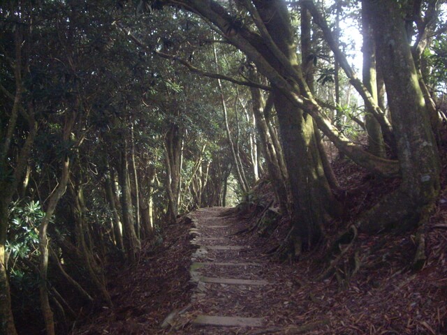 IMGP0216.JPG - 屏東泰武北大武山(DAY-1)