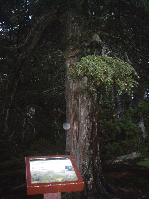 IMGP9890.JPG - 台中和平雪山主東(DAY2－雪山主峰)