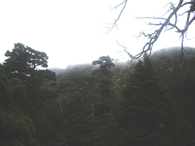 IMGP9891.JPG - 台中和平雪山主東(DAY2－雪山主峰)