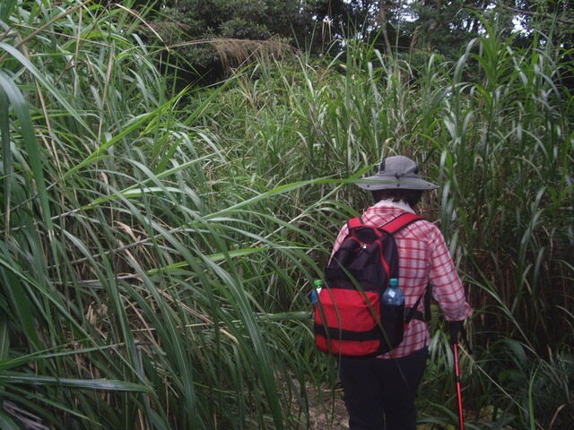 IMGP9700.JPG - 南投魚池水社大山登山步道、卜吉山、水社大山