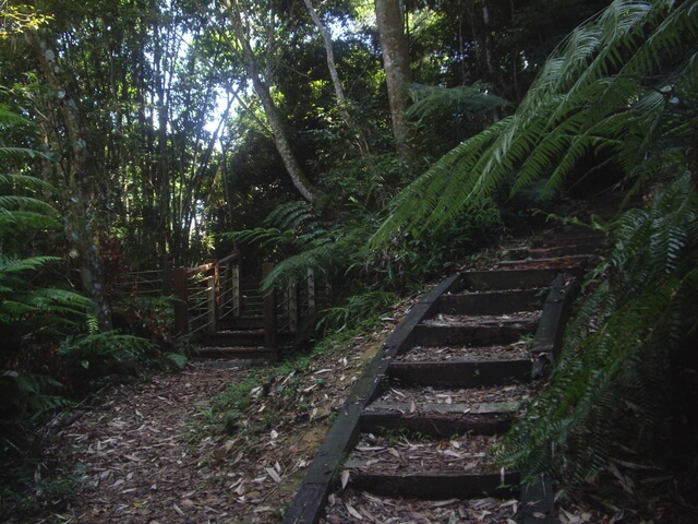 IMGP9670.JPG - 南投魚池水社大山登山步道、卜吉山、水社大山