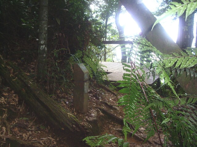 IMGP9681.JPG - 南投魚池水社大山登山步道、卜吉山、水社大山