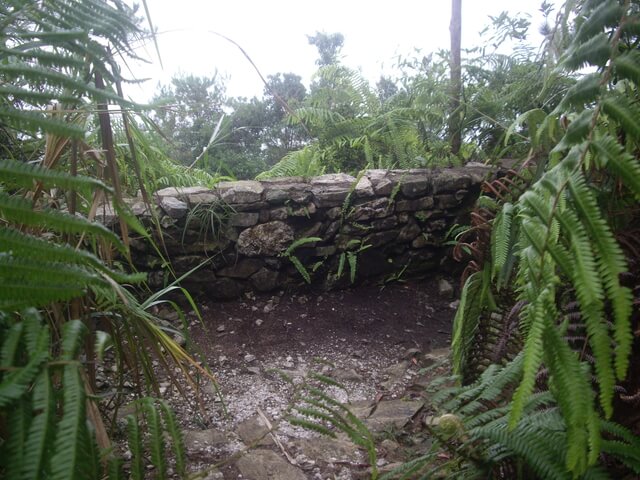 IMGP9707.JPG - 南投魚池水社大山登山步道、卜吉山、水社大山