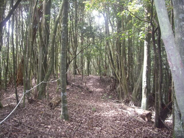 IMGP9205.JPG - 台中和平十文溪山、屋我尾山(麗陽線)